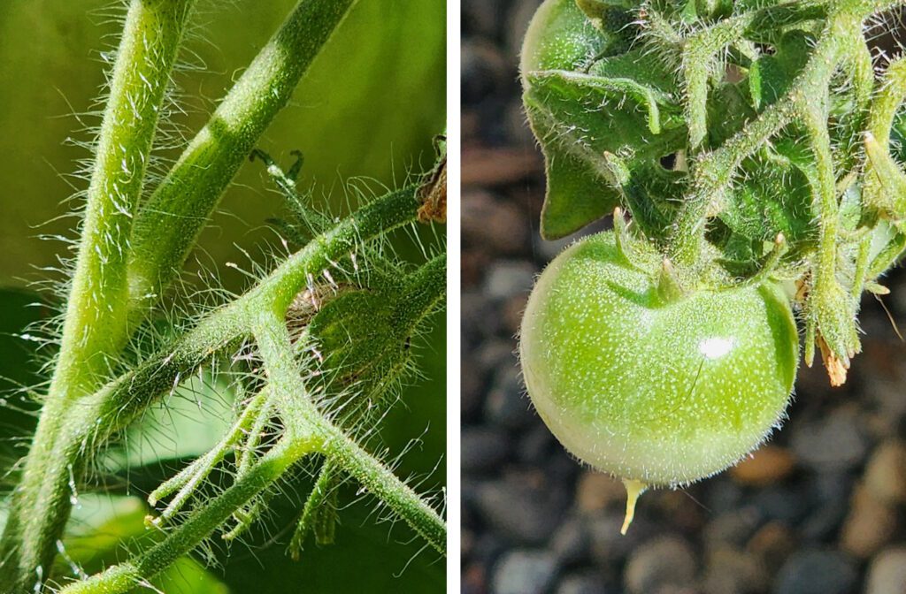 close up of hairs on tomato stems and fruit