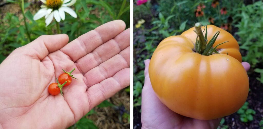 small currant tomatoes next to a large beefsteak tomato