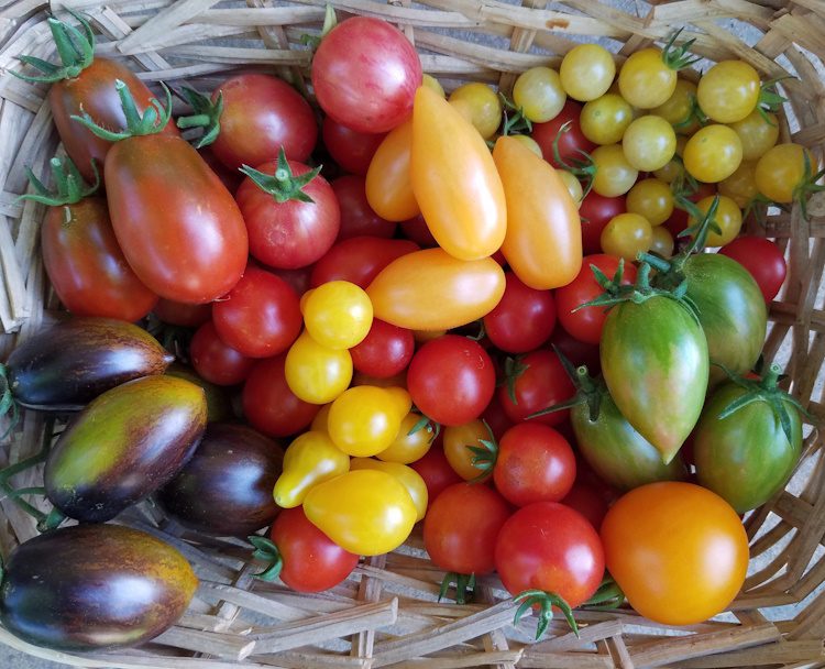 a basket full of multi-colored and shaped tomatoes