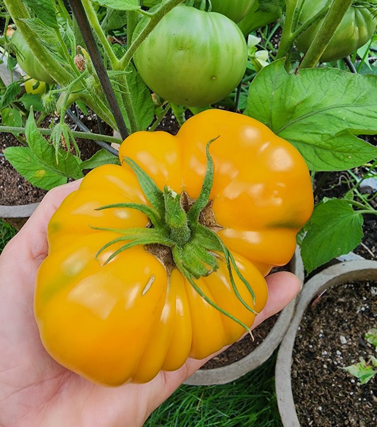 large yellow heirloom tomato in a persons hand