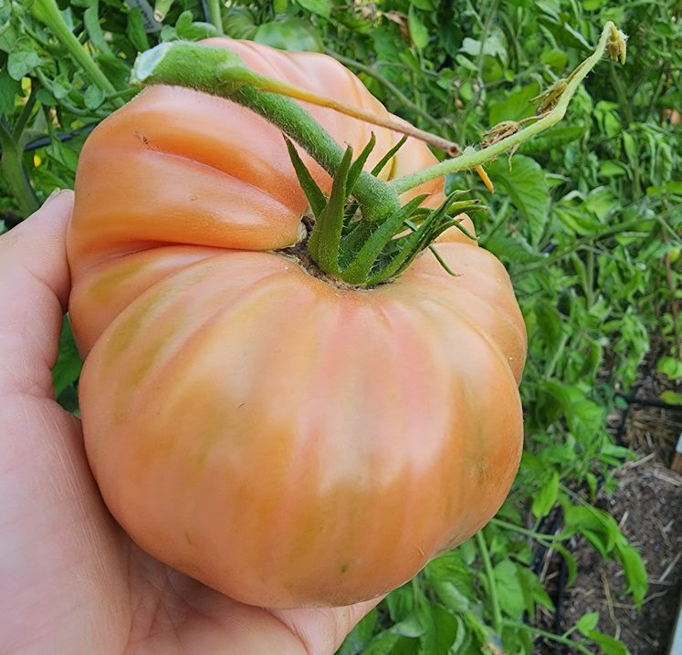 large heirloom tomato in the breaker stage of ripening