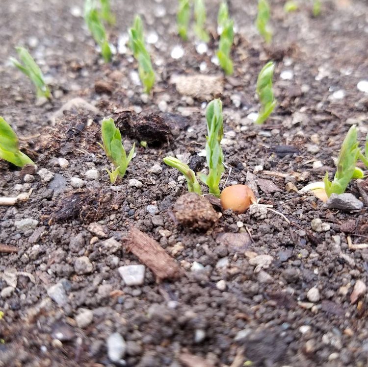 cover crop peas germinating in the garden bed