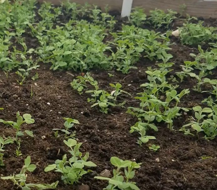 cover crop peas in the garden