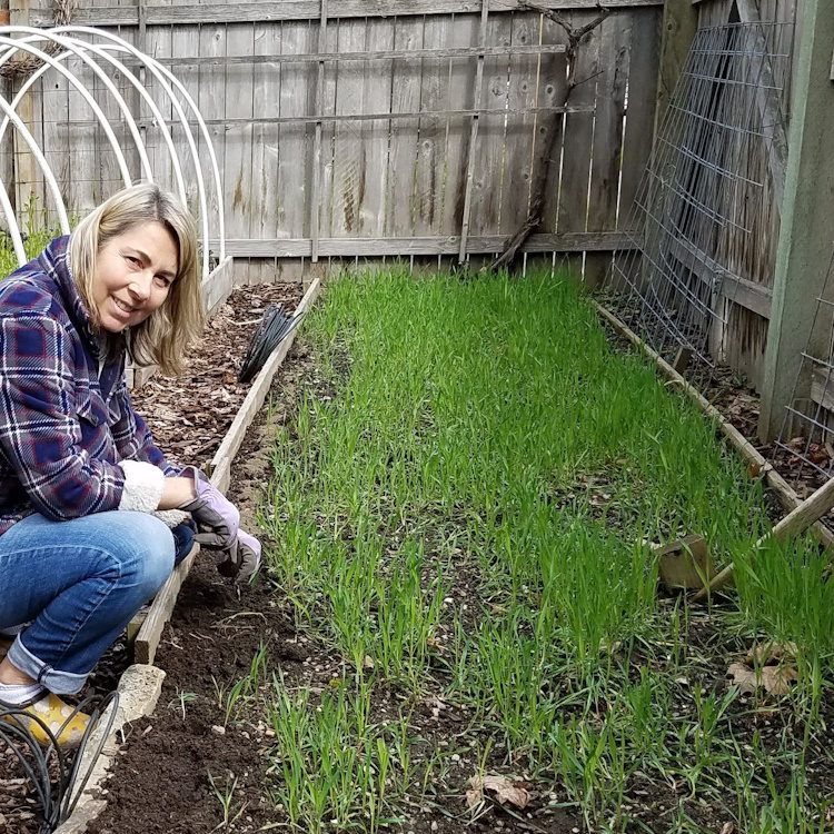 cover crop rye