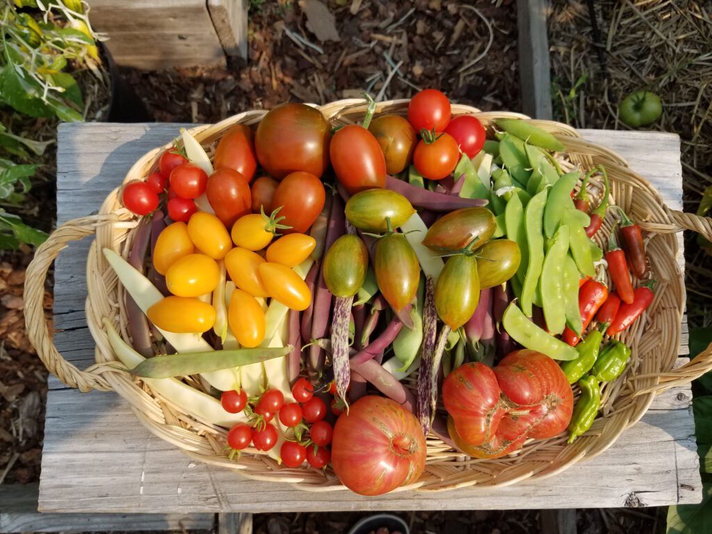 harvest bounty -- basket of vegetables