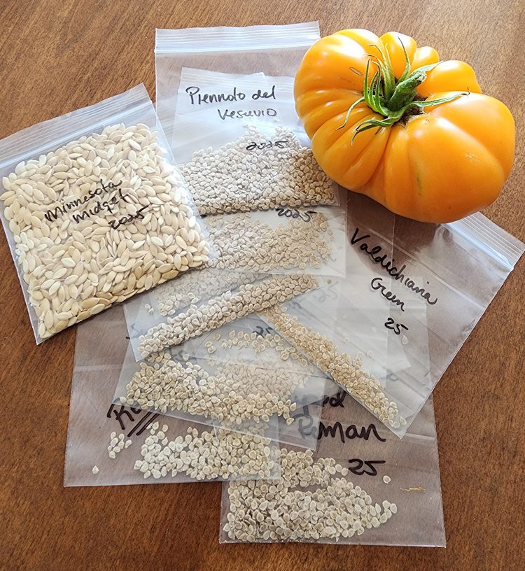 seeds in clear bags with a large tomato