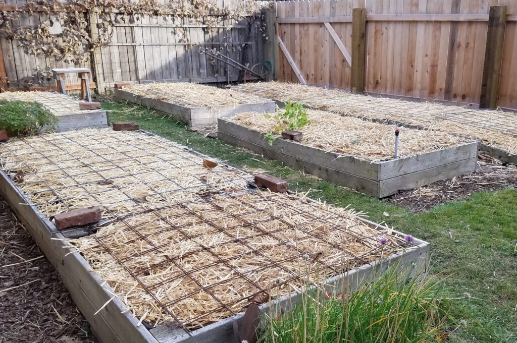raised beds with straw mulch and cattle panels covering