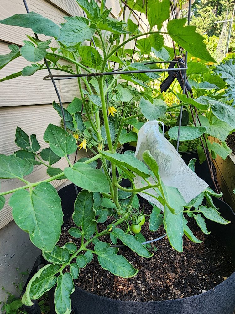 tomato with a blossom bag over the flower