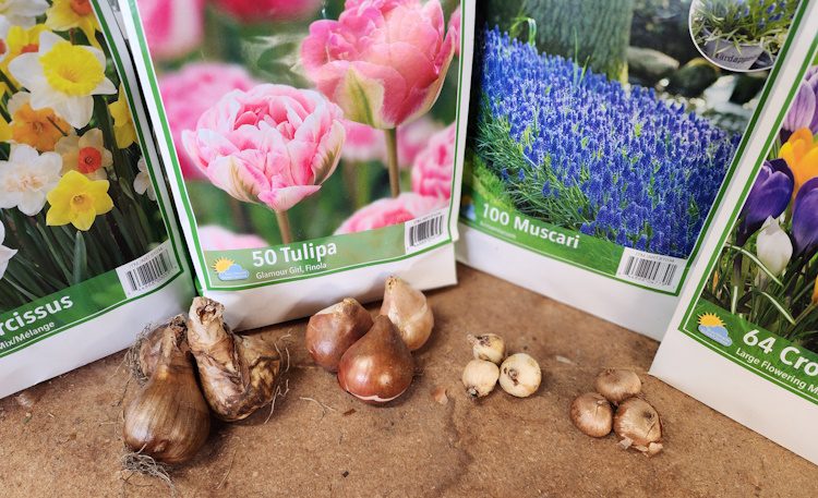 flowering bulbs in various sizes