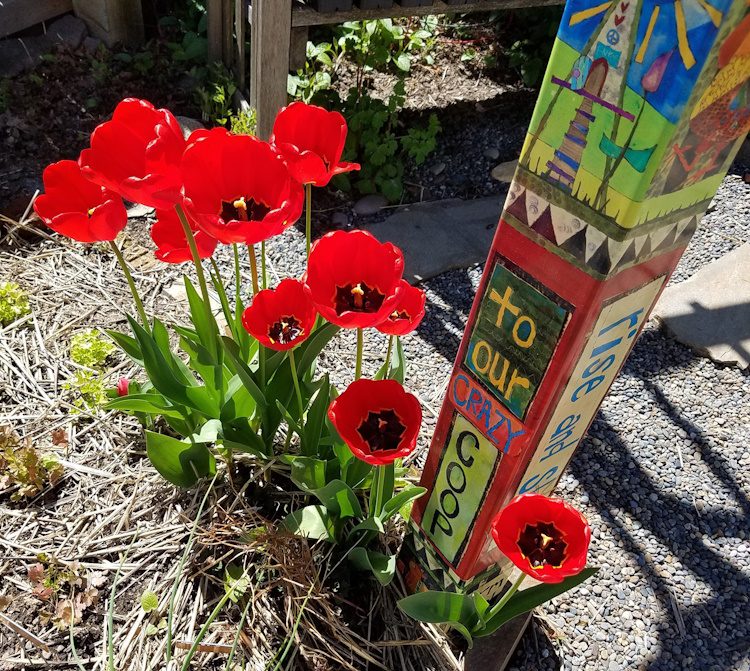 red tulips with black centers in a garden