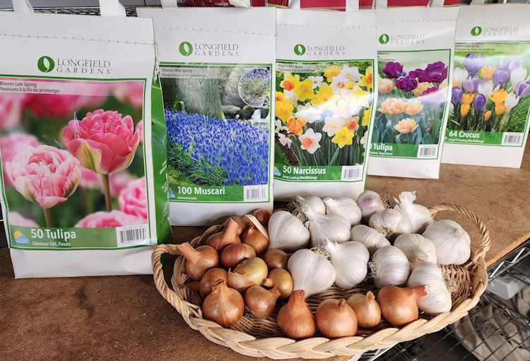 bags of flower bulbs and a basket of garlic and shallots on a table