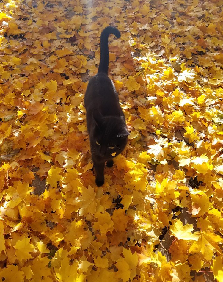 black cat walking over a carpet of golden leaves