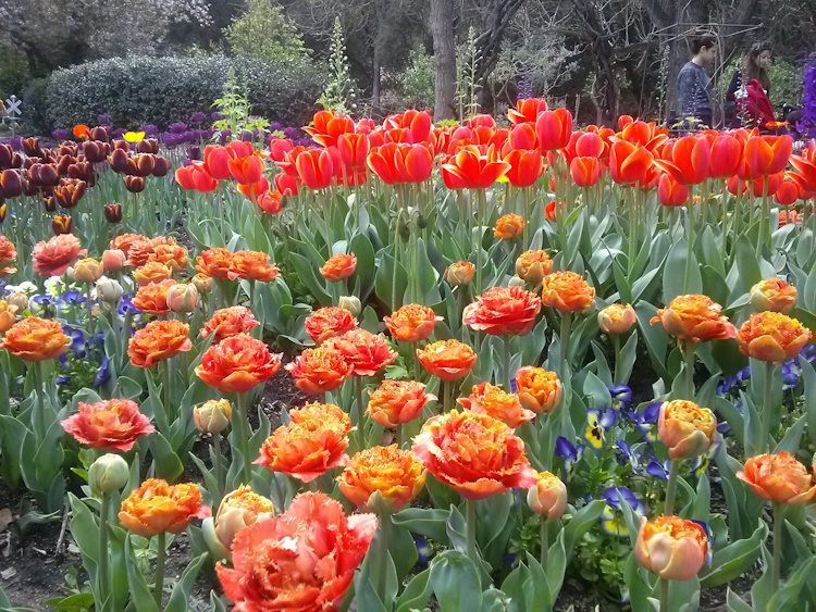 garden full of colorful tulips