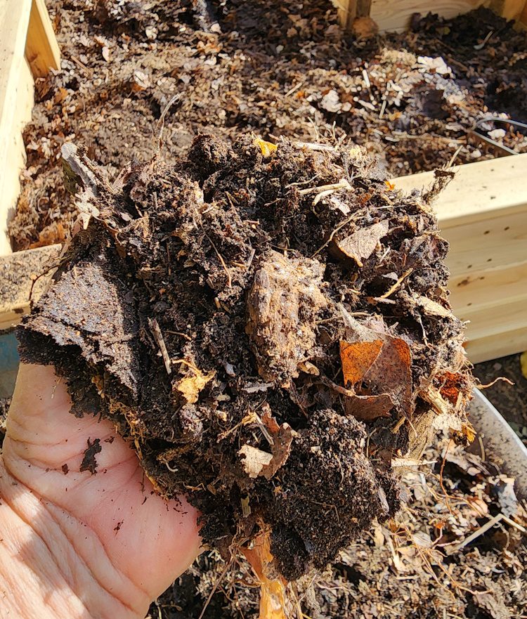 leaf mold in a persons hand