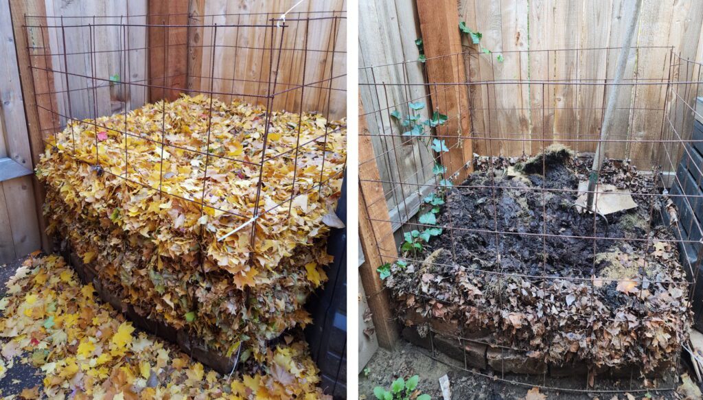 leaf mold before decomposing and after