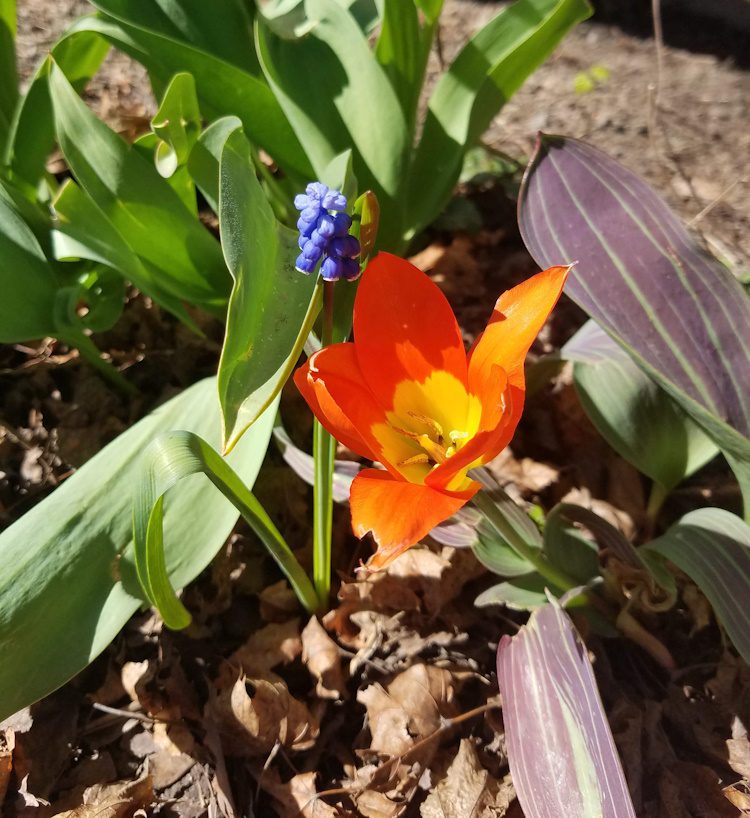 muscari and dwarf tulip