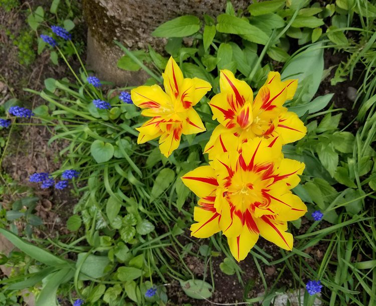 parrot tulips and mascari