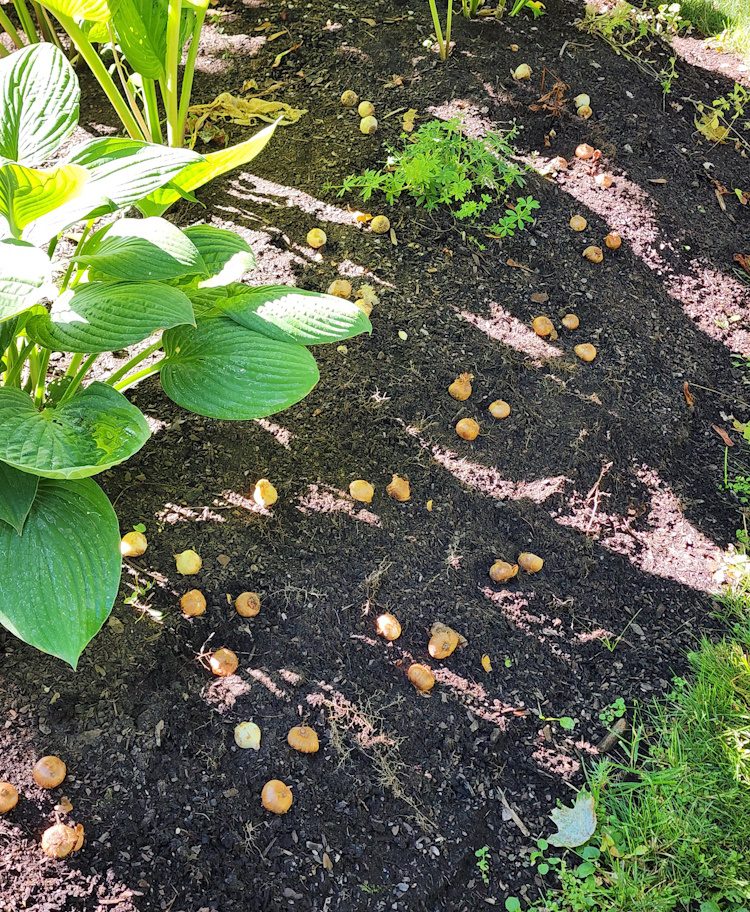 bulbs scattered on top of the soil