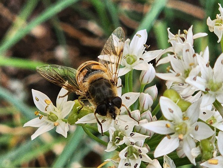 bee on garlic chive flower