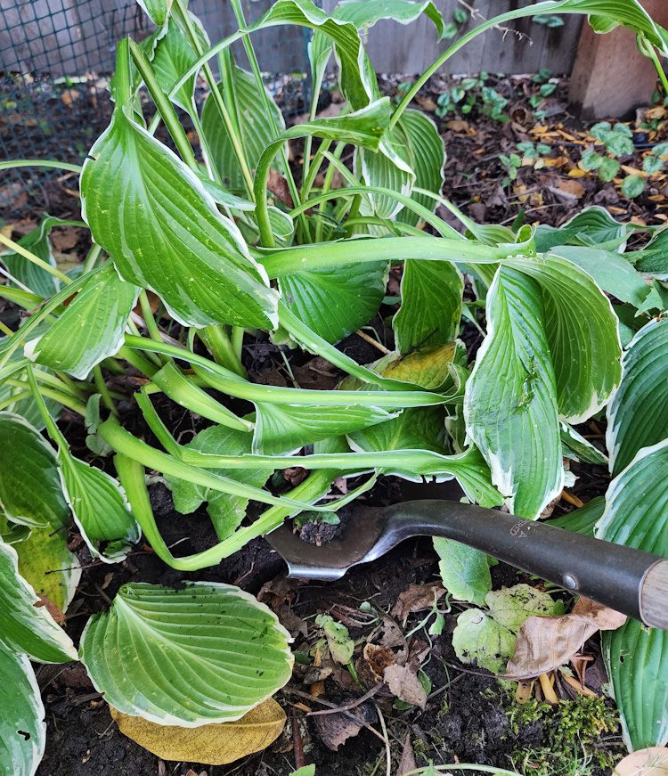 digging a clump of hostas