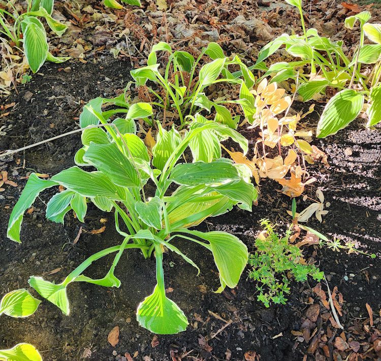 hosta replanted in the garden