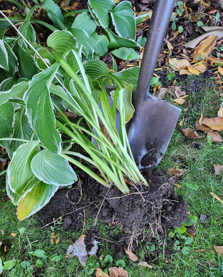 hosta root clump
