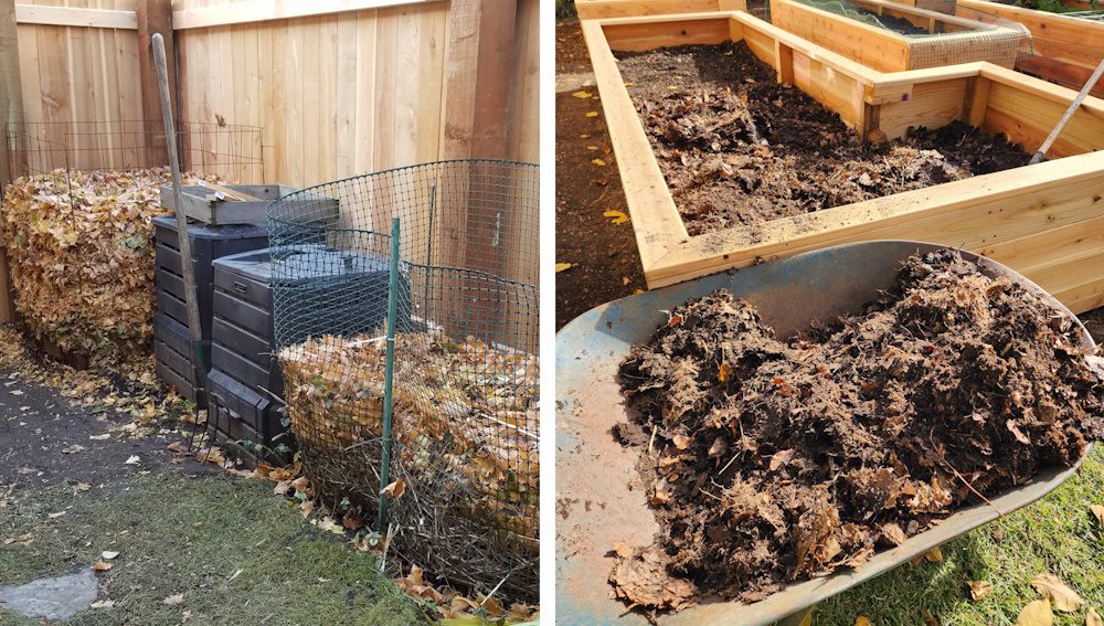 leaf mold bins and leaf mold in a wheelbarrow