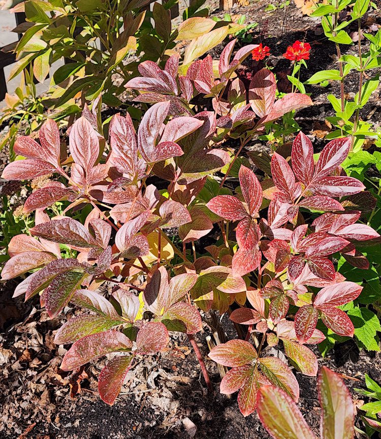 peony plant in fall with red leaves