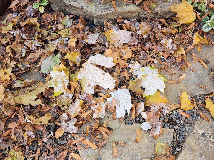 brown, fallen maple leaves with powdery mildew
